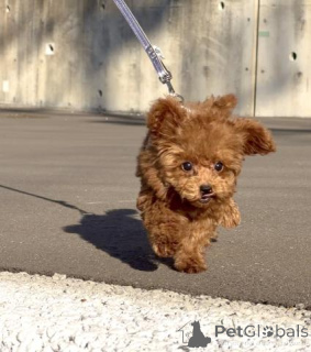 Фото №2 к объявлению №163991 о продаже пуделя (той) - купить в Германии заводчик