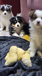 Фото №1. австралийская овчарка - купить в Зренджанин за договорная. Объявление №161755