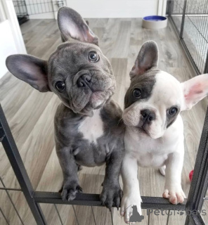 Фото №1. французский бульдог - купить в Таллине за 69575₽. Объявление №161286