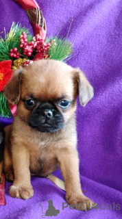 Фото №2 к объявлению №163431 о продаже пти-брабансона - купить в России заводчик