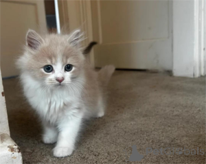 Фото №2 к объявлению №154980 о продаже персидская - купить в Германии 