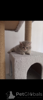 Фото №1. британская длинношёрстная - купить в Анкаре за договорная. Объявление №152329