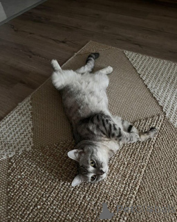 Фото №1. британская короткошёрстная - купить в Айола за 51022₽. Объявление №157769