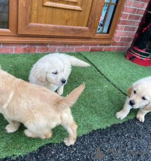 Фото №2 к объявлению №141161 о продаже золотистого ретривера, лабрадор-ретривера - купить в Канаде частное объявление