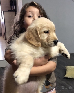 Фото №4. Продажа золотистого ретривера в Металл заводчик - цена договорная