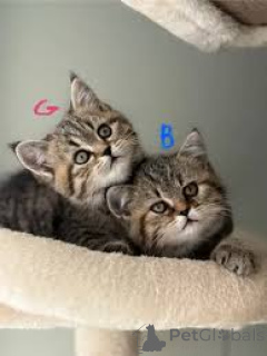 Фото №1. европейская короткошерстная - купить в Париже за 46384₽. Объявление №165503