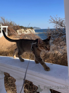 Фото №3. Чаузи кот и кошка. Россия