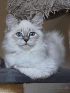 Фото №1. сибирская - купить в Берлине за договорная. Объявление №154640