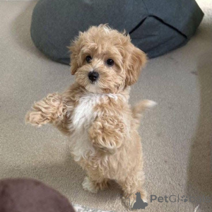 Фото №3. Белла, королева сердец и повелительница объятий.  Швейцария