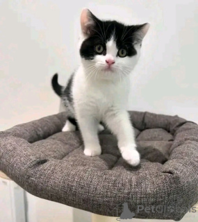 Фото №2 к объявлению №137222 о продаже манчкин - купить в Германии заводчик