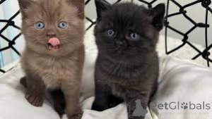 Фото №2 к объявлению №161083 о продаже британская короткошёрстная - купить в Финляндии частное объявление, заводчик