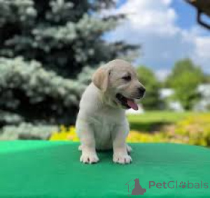 Фото №2 к объявлению №163842 о продаже лабрадор-ретривера - купить в Австрии частное объявление, заводчик