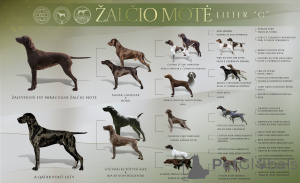 Фото №2 к объявлению №146050 о продаже курцхаара - купить в Литве заводчик