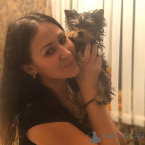 Фото №2 к объявлению №135373 о продаже йоркширского терьера - купить в Германии частное объявление