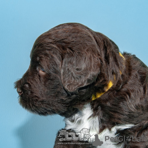 Фото №4. Продажа португальскую водяную собаку в Evora заводчик - цена договорная