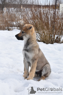 Фото №2 к объявлению №9721 о продаже чехословацкую волчью собаку - купить в России частное объявление