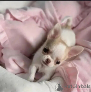 Фото №1.  - купить в Ловран за Бесплатно. Объявление №164728