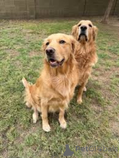 Фото №1. золотистый ретривер - купить в Амстердам за 92767₽. Объявление №162432