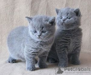 Фото №3. Cute British-shorthair kitten for frr adoption. Германия