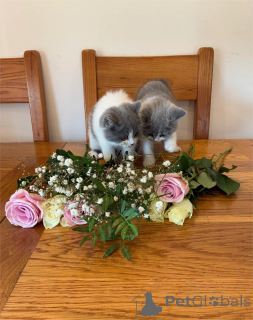 Фото №2 к объявлению №153214 о продаже британская короткошёрстная - купить в Германии 