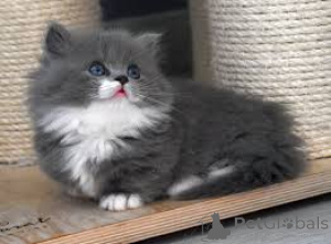 Фото №3. Манчкин-кисанпеннат адоптойтавакси. Финляндия