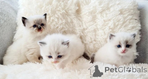 Фото №3. Reversrassige Ragdoll-Kätzchen Mit Stammbaum, Registriert, Reversigig, HCM und. Германия