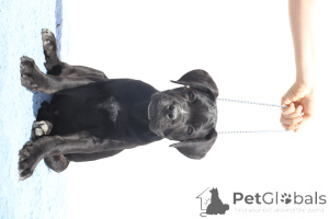 Фото №3. Честер из SPQR Corso FCI Pedigree.  Румыния