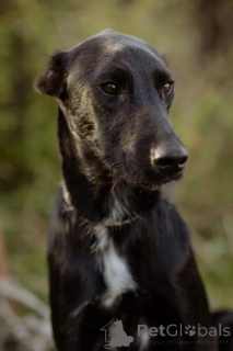 Фото №3. Чудесный Лорд ищет свою семью.  Россия