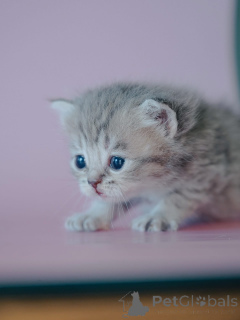 Фото №1.  - купить в Албама за договорная. Объявление №161687