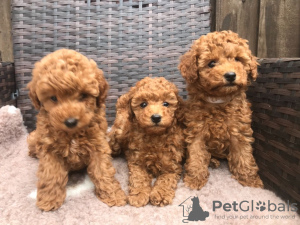 Фото №3. Cute Toy poodle puppies available for free adoption.  Германия