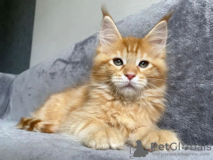 Фото №3. mainecoon kittens for free adoption. Германия