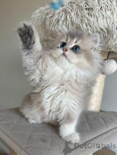 Фото №1. британская короткошёрстная - купить в Гамбург за договорная. Объявление №152480