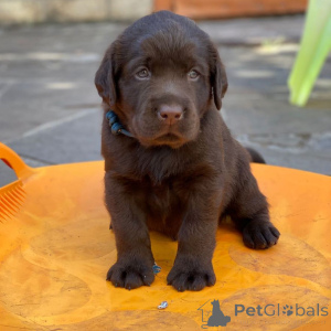 Фото №3. Зарегистрированные щенки лабрадора ретривер.  Германия