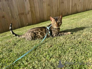 Фото №2 к объявлению №153217 о продаже бенгальская - купить в Швеции частное объявление