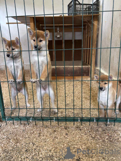 Фото №2 к объявлению №155100 о продаже сиба-ину - купить в Сербии 