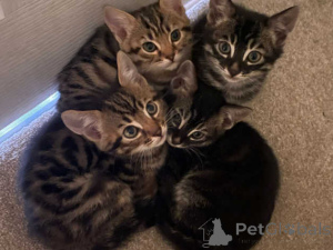 Фото №1. бенгальская - купить в Дворянство за 32468₽. Объявление №151632