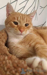 Фото №3. Котик-подросток Василий ищет дом. Россия