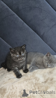 Фото №4. Продам шотландскую (скоттиш страйт) в Чикаго частное объявление - цена 59139₽