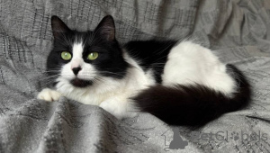 Фото №2 к объявлению №136415 о продаже  - купить в Беларуси 