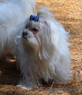 Фото №1. мальтийская болонка - купить в Киеве за 40742₽. Объявление №167584