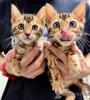 Фото №2 к объявлению №164374 о продаже бенгальская - купить в Финляндии частное объявление, из приюта