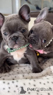 Фото №2 к объявлению №139016 о продаже французского бульдога - купить в Польше частное объявление