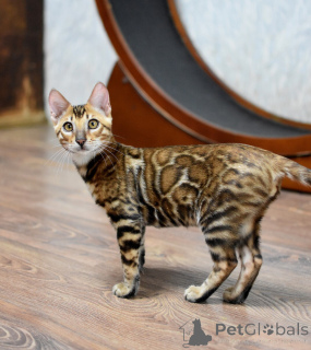 Фото №3. Бенгальские котята с родословной. Беларусь