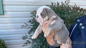 Фото №2 к объявлению №166004 о продаже английского бульдога - купить в Испании частное объявление, заводчик