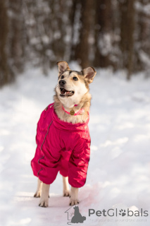 Фото №4. Продажа беспородную в Москве реке частное объявление - цена Бесплатно