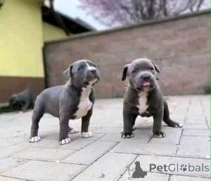 Фото №3. Американский Pitbull Terrier Welpen Zur Усыновление Verfügbar.  Германия