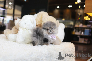 Фото №3. Дом декана Джанет Кей.  США