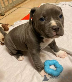 Фото №1. американский питбультерьер - купить в Берлине за договорная. Объявление №166226