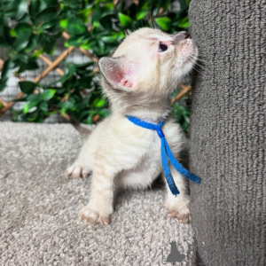 Фото №1. бенгальская - купить в Хороший за 69575₽. Объявление №152770