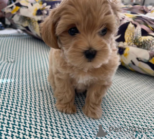 Фото №4. Продажа мальтийскую болонку в Алгермиссен частное объявление - цена 69575₽